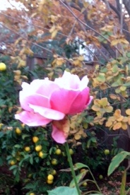 rose in winter photo